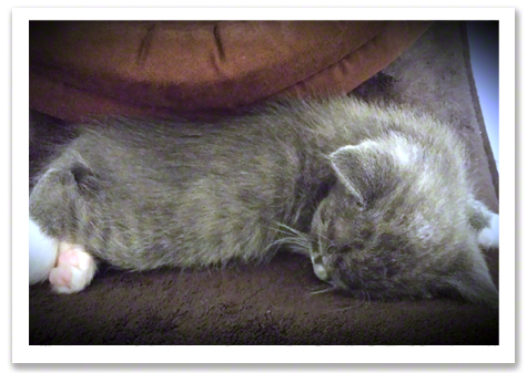Gray kitten sleeping.jpg